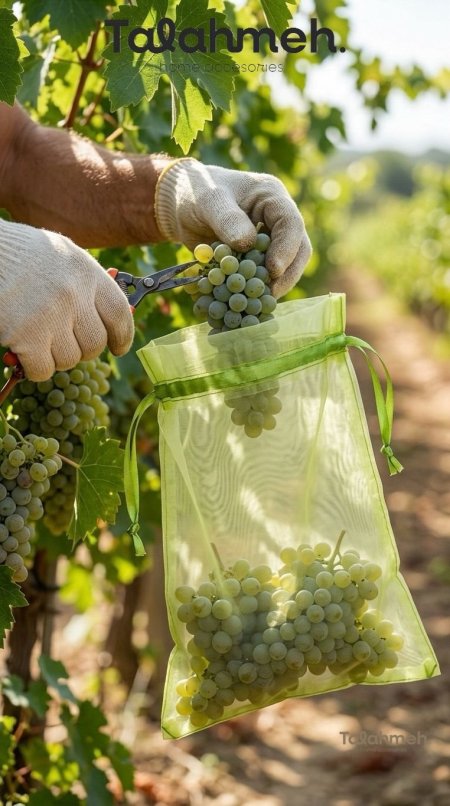 أكياس عنب ( الكمية 100 )